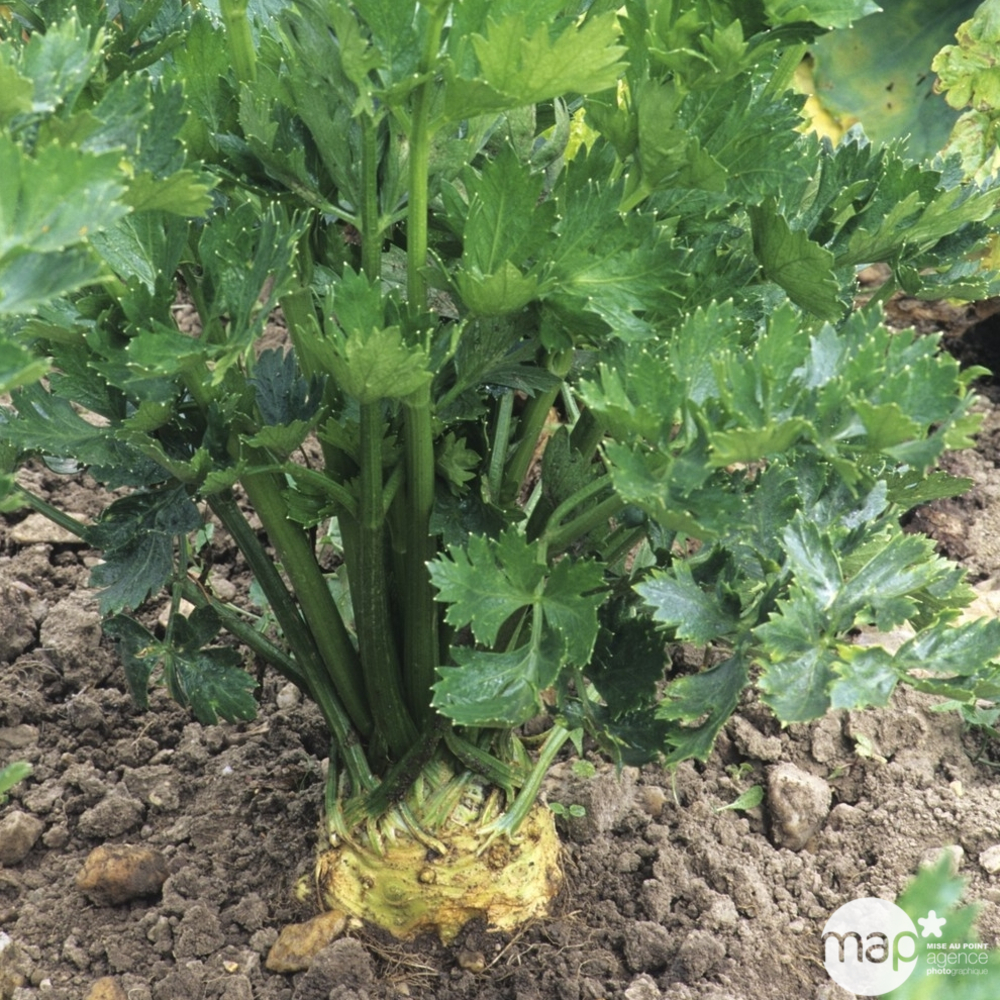 Plants de céleris-rave 'Monarch' : barquette de 6 plants