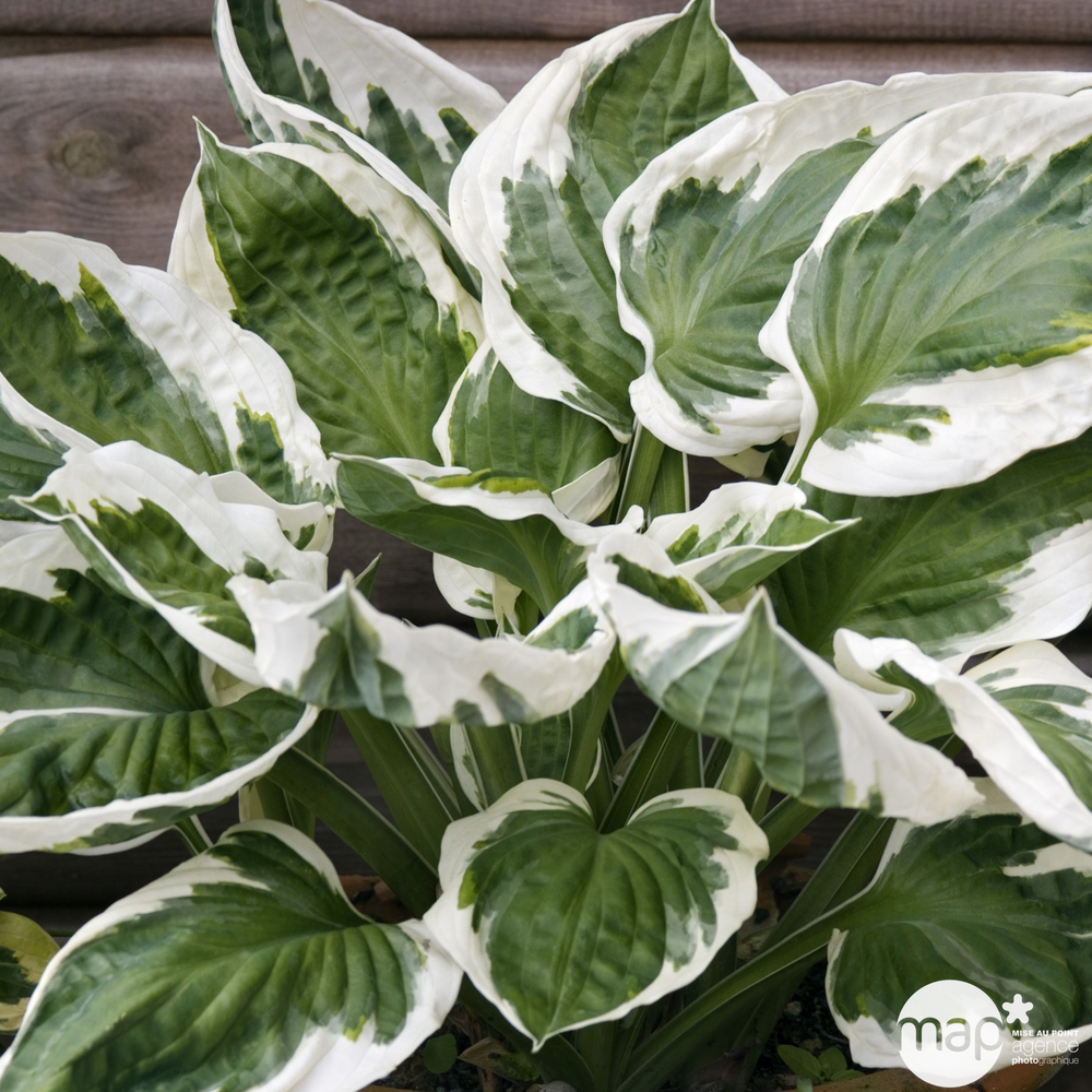 Hosta:conteneur 3 litres