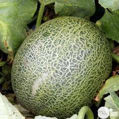 Plant de melon 'Masada' F1 : pot de 0,5 litre