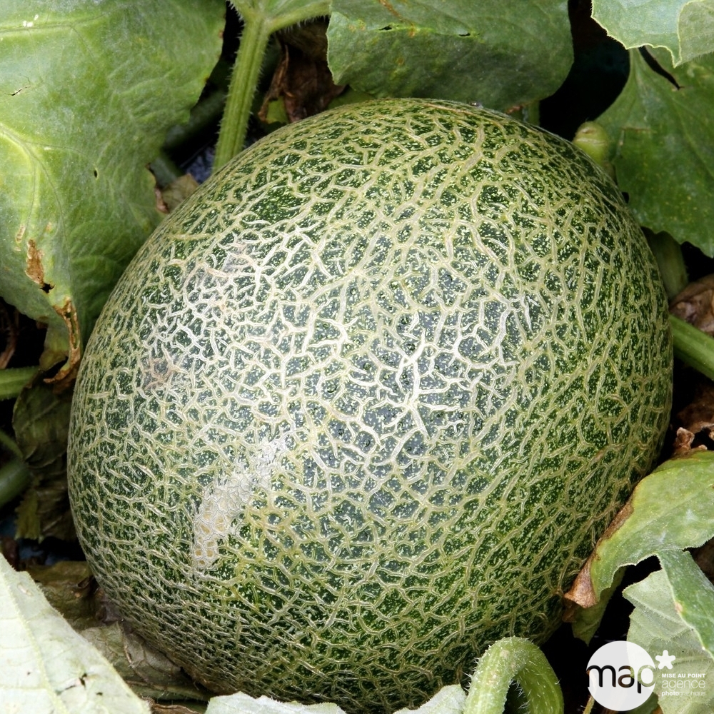 Plant de melon 'Masada' F1 : pot de 0,5 litre
