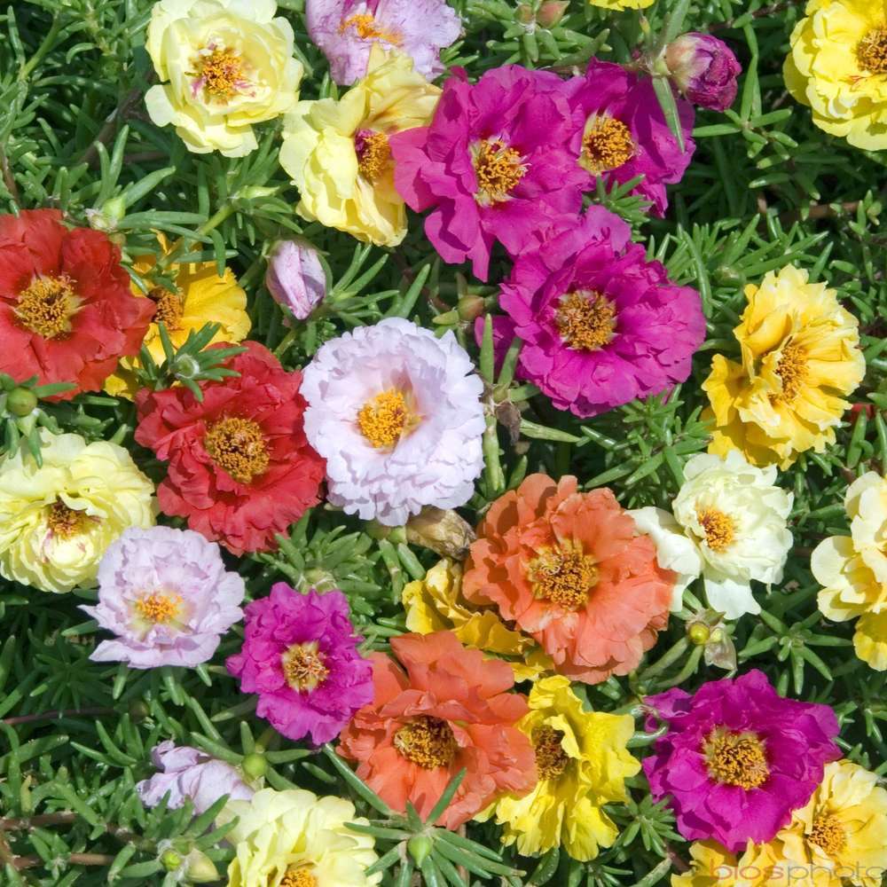 Pourpier : Ctr 2 litres