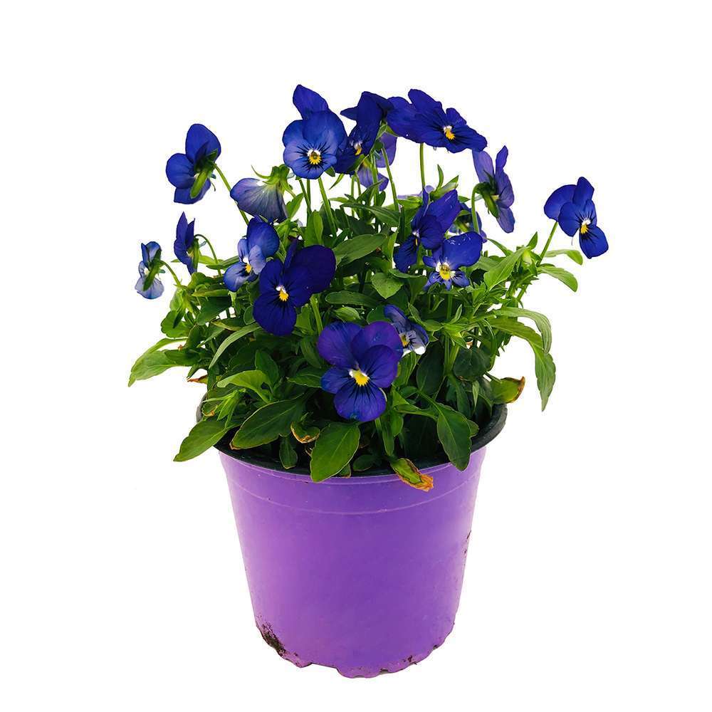 Viola cornuta: pot 1L