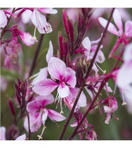 Gaura : pot 6L
