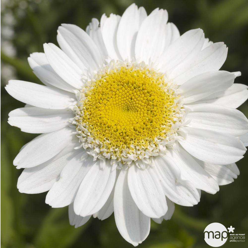 Leucanthemum : pot D.13cm