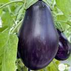 Plant d'aubergine 'Bonica' F1 greffée : pot de 0,5 litre