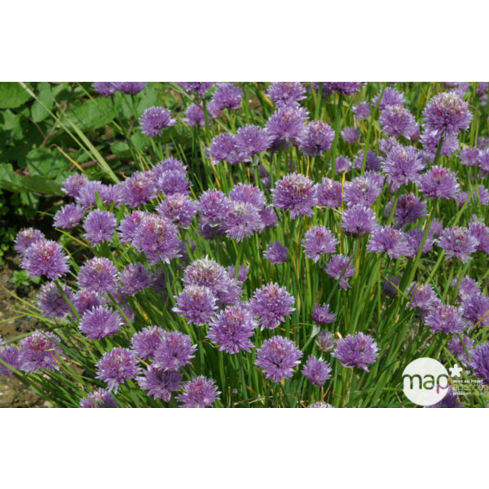 Ciboulette : pot Ø 14 cm