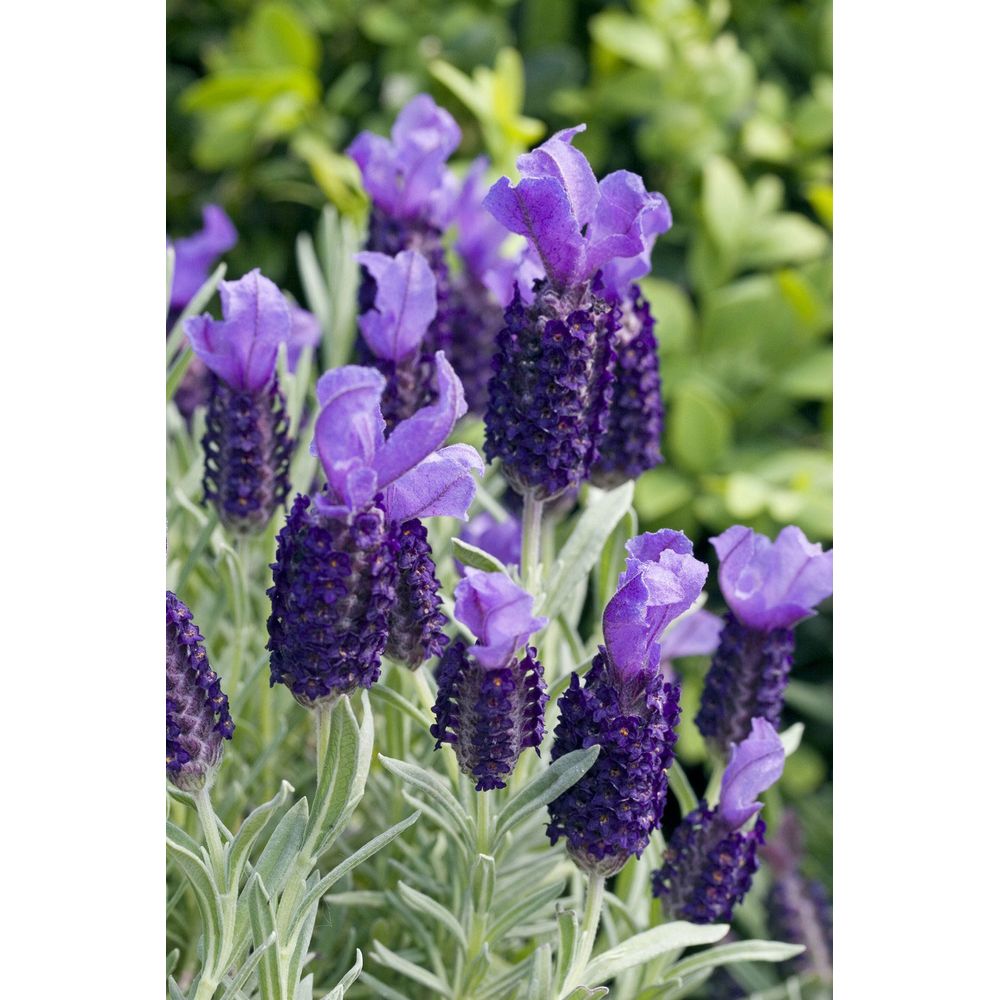 Lavandula stoechas : pot 5L
