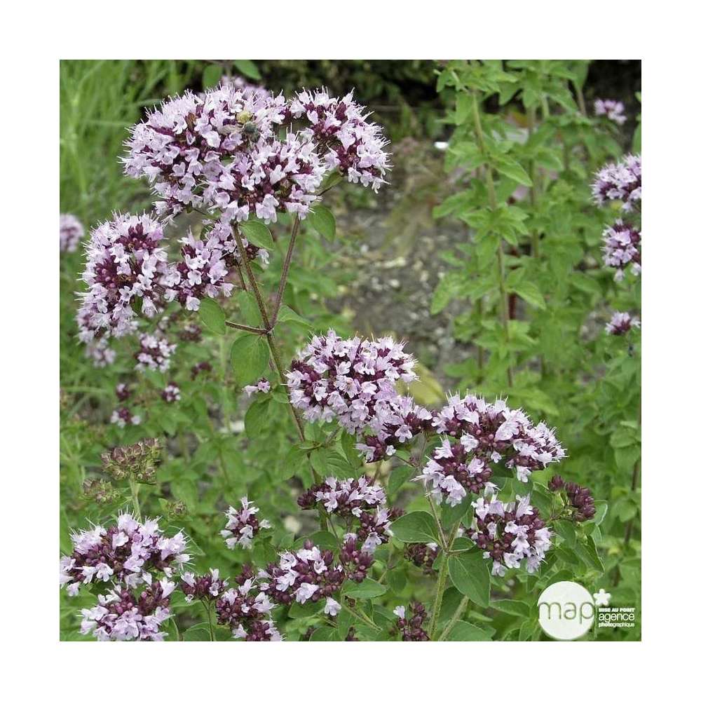 Plant d'origan : pot de D. 14 cm