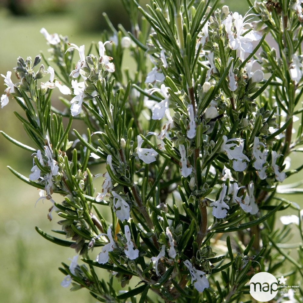 Plant de romarin : pot de D. 14 cm