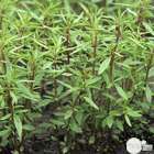 Plant de sarriette commune : pot de d,14cm