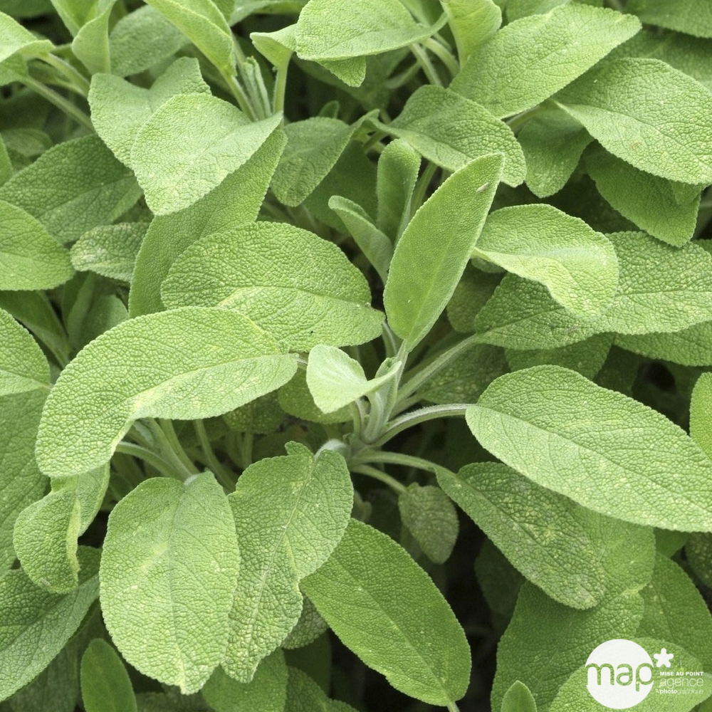 Plant de sauge : pot de D.14 cm
