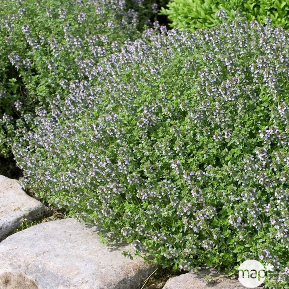 Plant de thym ordinaire : pot de D. 14 cm
