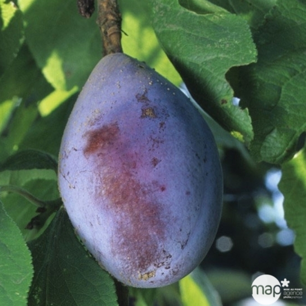 Prunier Quetsche d'Alsace - pot 15L