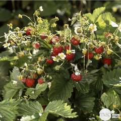 Plant de fraisier 'Mount Everest' : pot de 1 litre