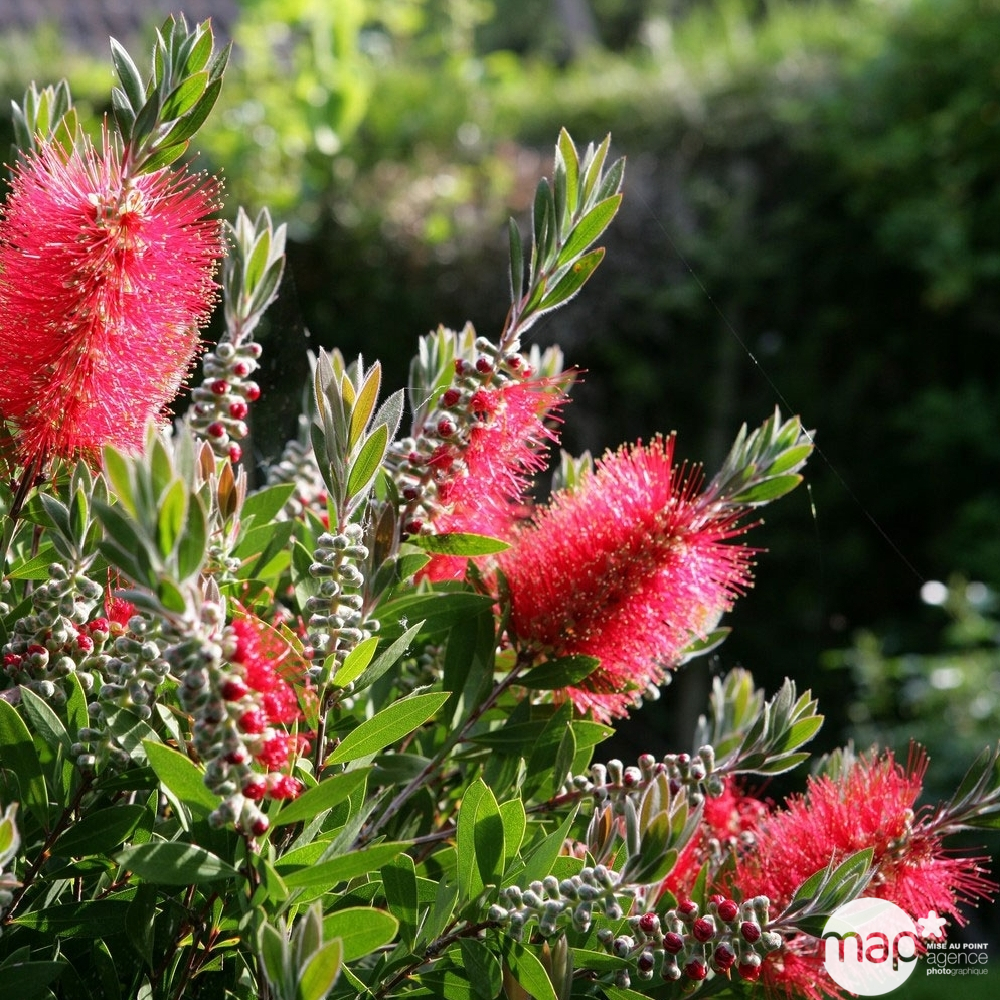 Callistemon Splendens : ctr 25 Litres