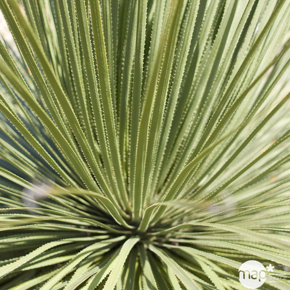 Dasylirion serratifolium H.35/40cm : Pot 3,5L