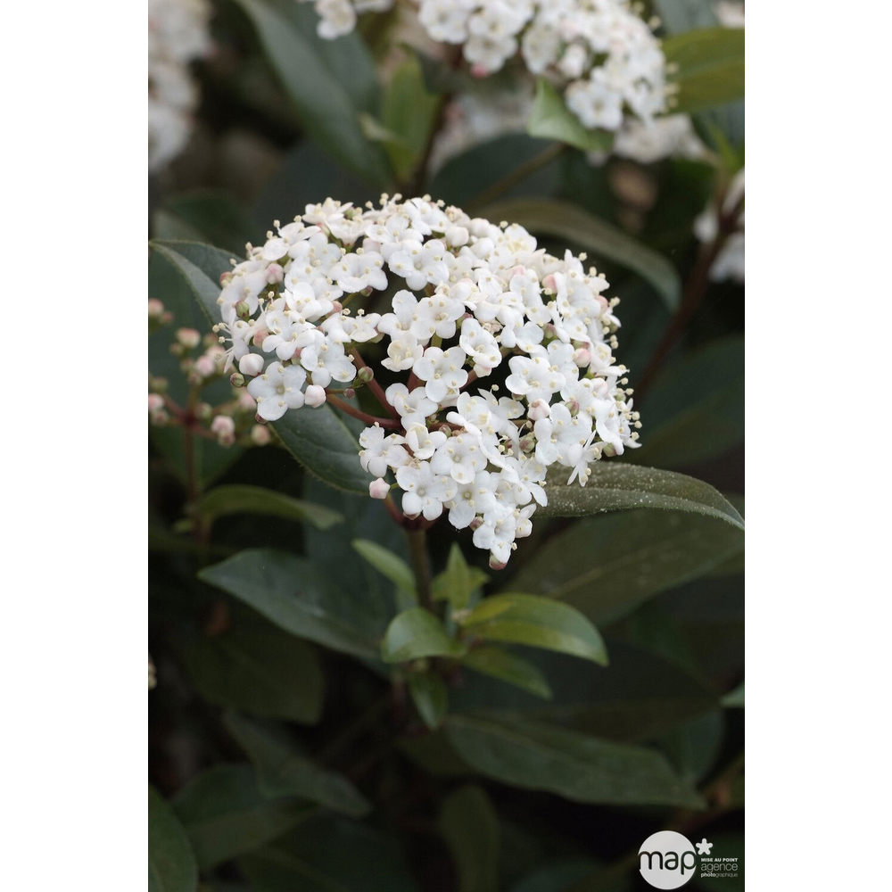 Viburnum tinus ' Spirit ' : ctr 3 litres