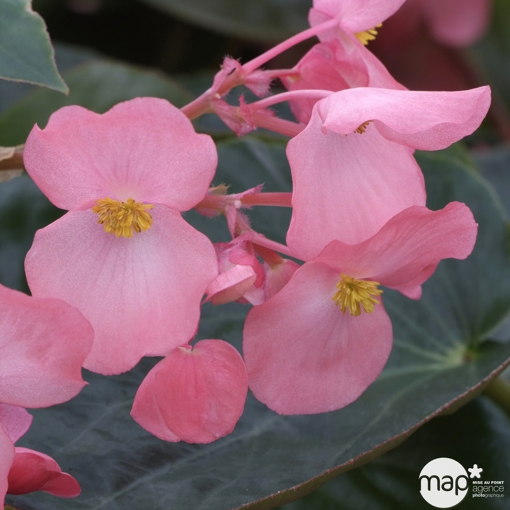 Bégonia Dragon Wing : pot Ø 10,5 cm