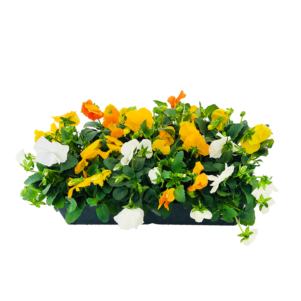 PensÃ©e Limoncello : barquette de 10 godets