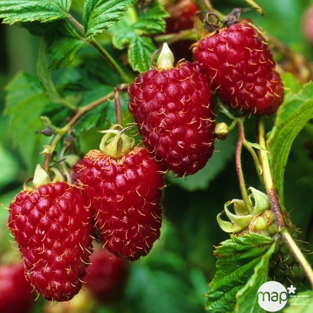 Framboisier 'Zeva' : pot de 1,5 litres
