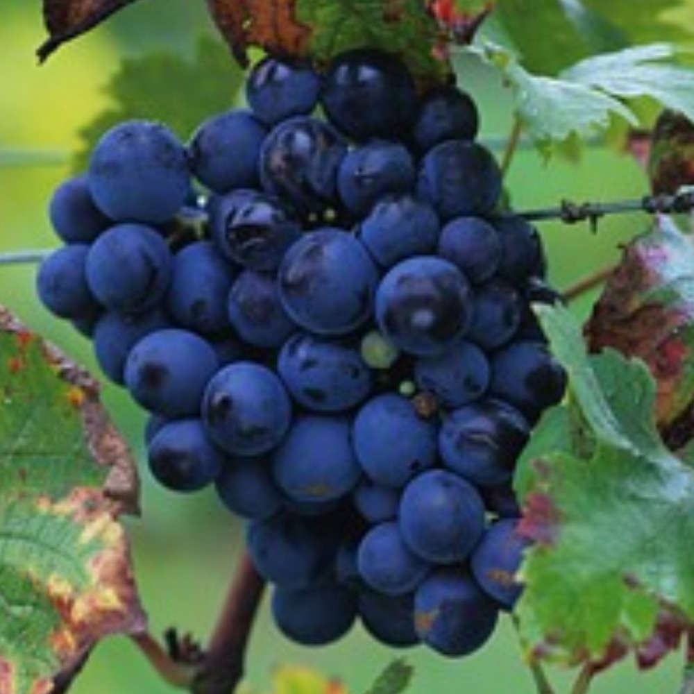 Vigne 'Cardinal' : pot de 1,5 litres