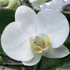 Cache pot Orchidée, diamètre 12 cm