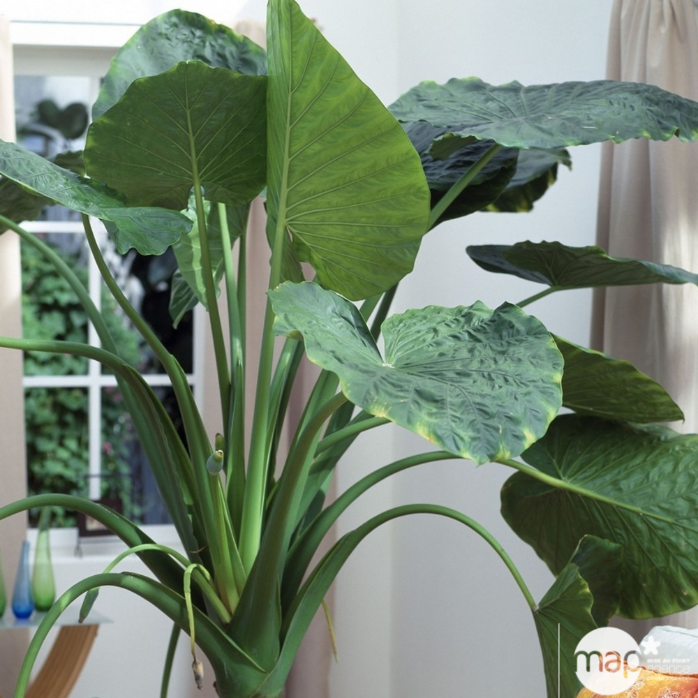 Oreille d'éléphant varié, alocasia : pot