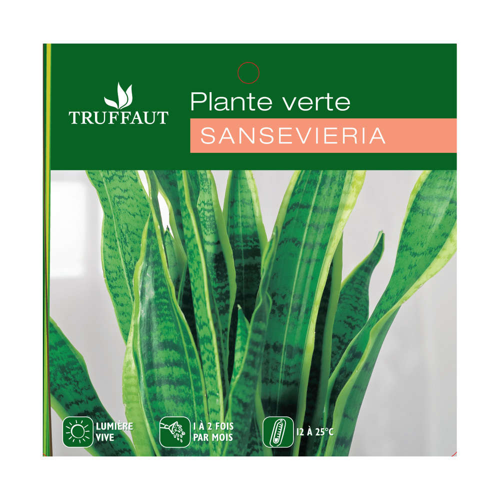 Langue de belle-mère : H.80/90cm, pot