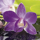 Orchidée Dendrobium nobilé 1 tige - en pot