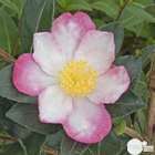Camellia 'Rainbow' : H 40/50 cm, ctr 4 Litres