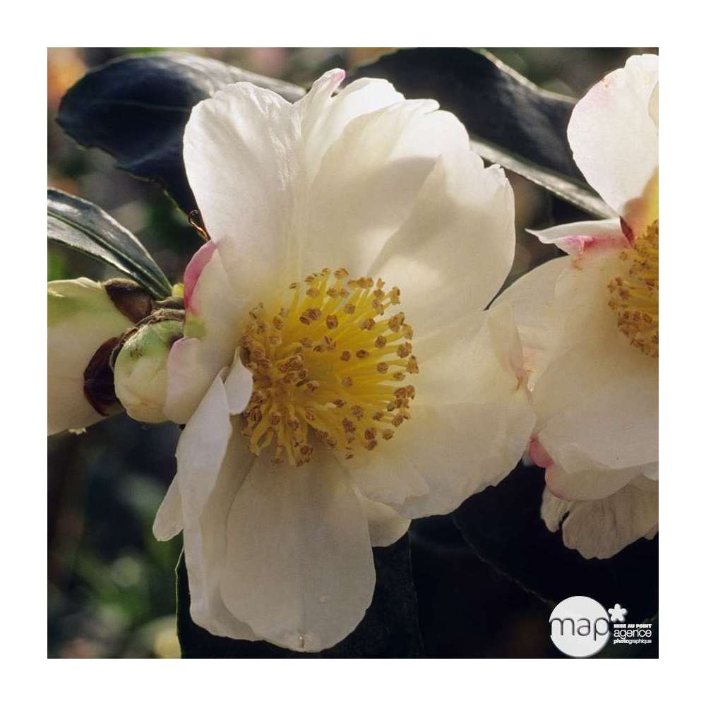 Camellia 'Narumi Gata' : H 40/50 cm, ctr 4 Litres