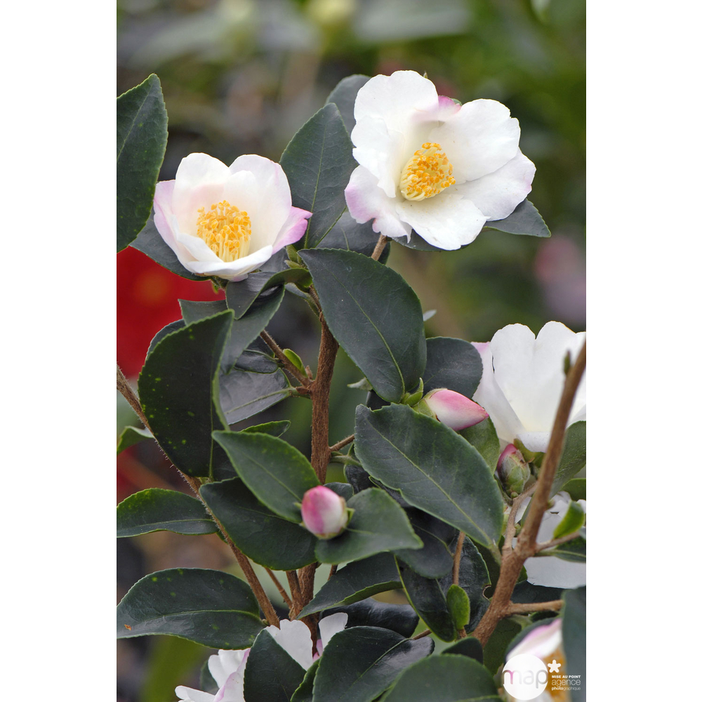 Camellia 'Yoimachi' : H 40/50 cm, ctr 4 Litres
