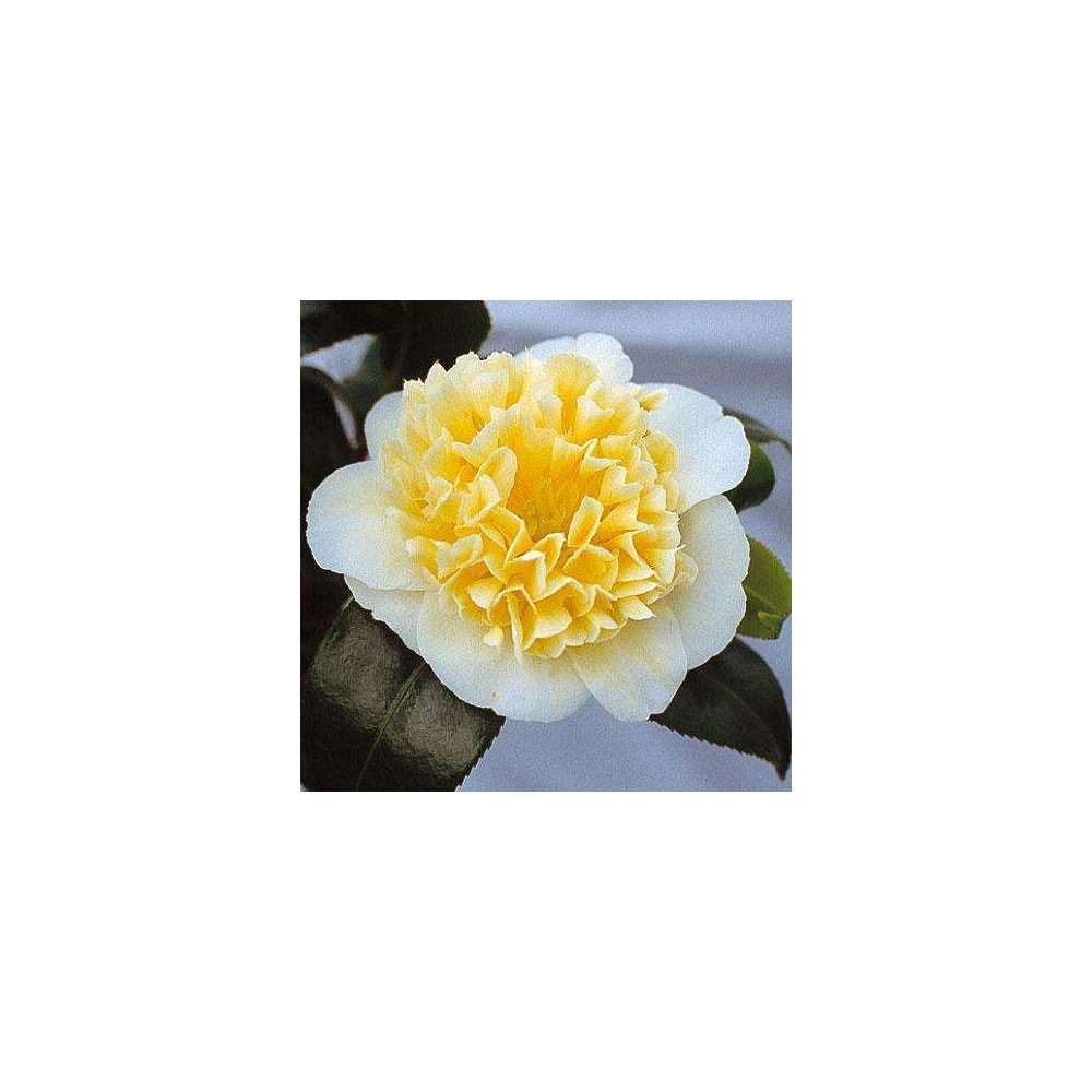 Camellia brushfields Yellow : H.40/50cm 3L