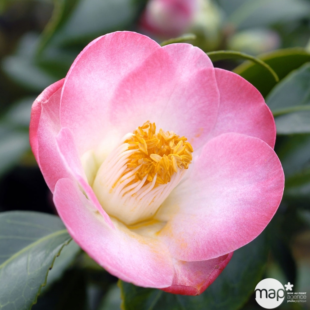 Camellia 'Sunny Side' : H 40/50 cm, ctr 3 Litres