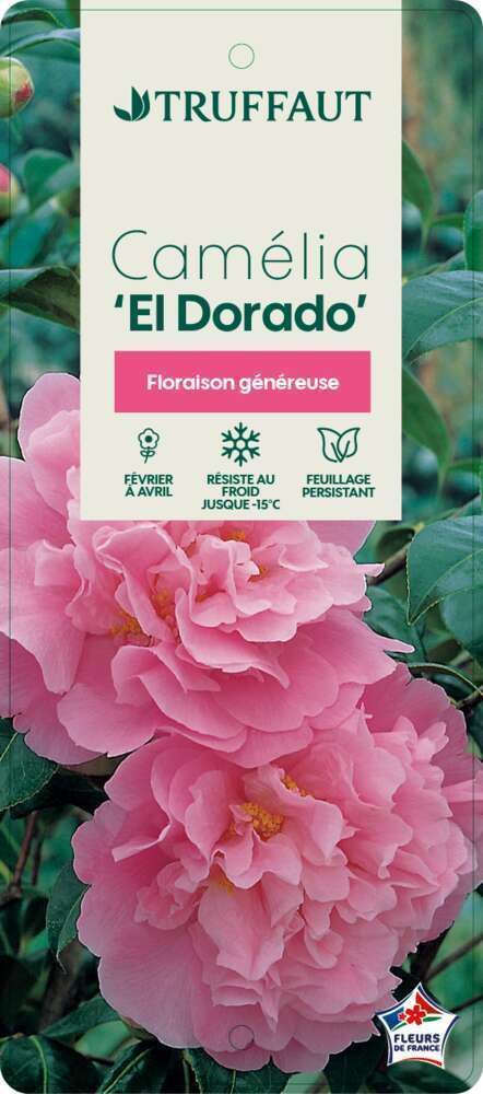 Camellia 'Eldorado' : H 60/70 cm, ctr 7 Litres