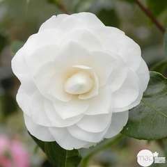 Camellia 'Nuccio's Gem' : H 40/50 cm, ctr 3 Litres