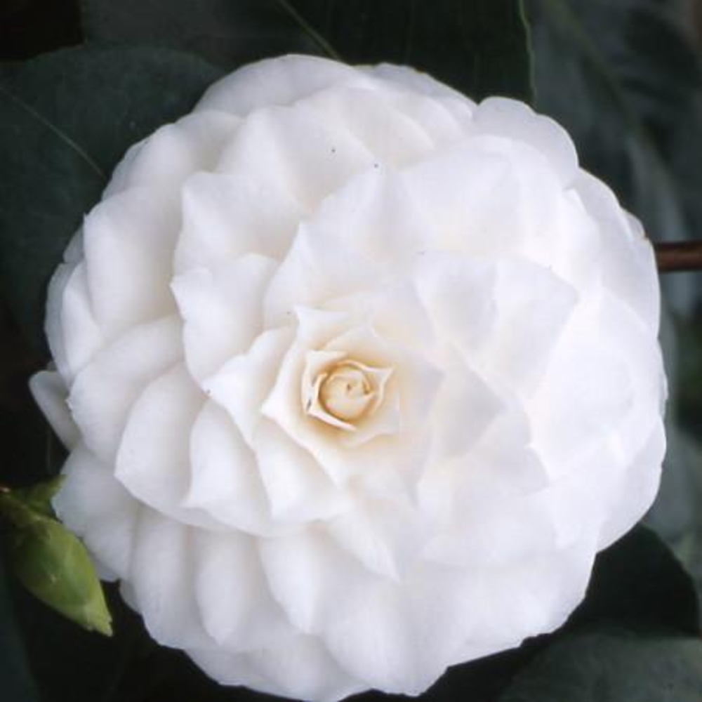 Camellia 'Nuccio's Gem' : H 40/50 cm, ctr 3 Litres