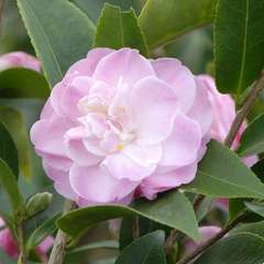 Camellia 'Sweet Jane' : H 40/50 cm, ctr 3 Litres