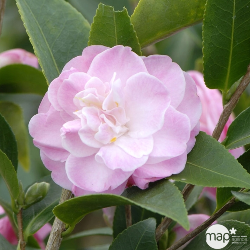 Camellia 'Sweet Jane' : H 40/50 cm, ctr 3 Litres