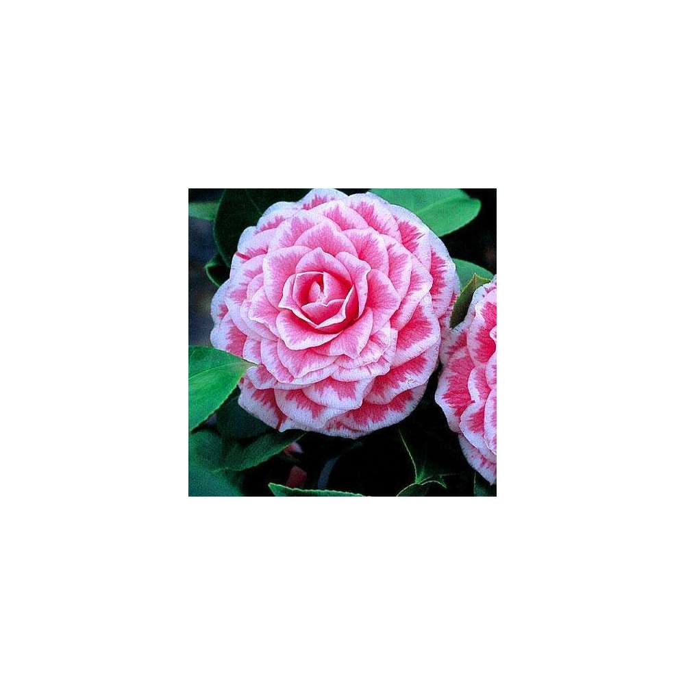 Camellia 'Tom Pouce' : H 40/50 cm, ctr 3 Litres
