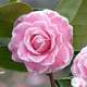 Camellia 'Tom Pouce' : H 40/50 cm, ctr 3 Litres