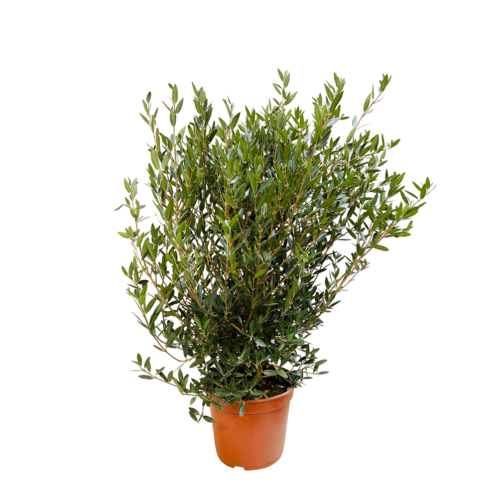Phillyrea angustifolia: touffe conteneur 5 litres
