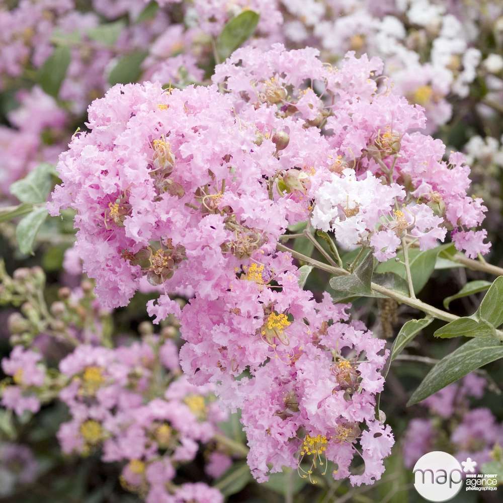 Lagerstroemia indica: touffe pot 5L