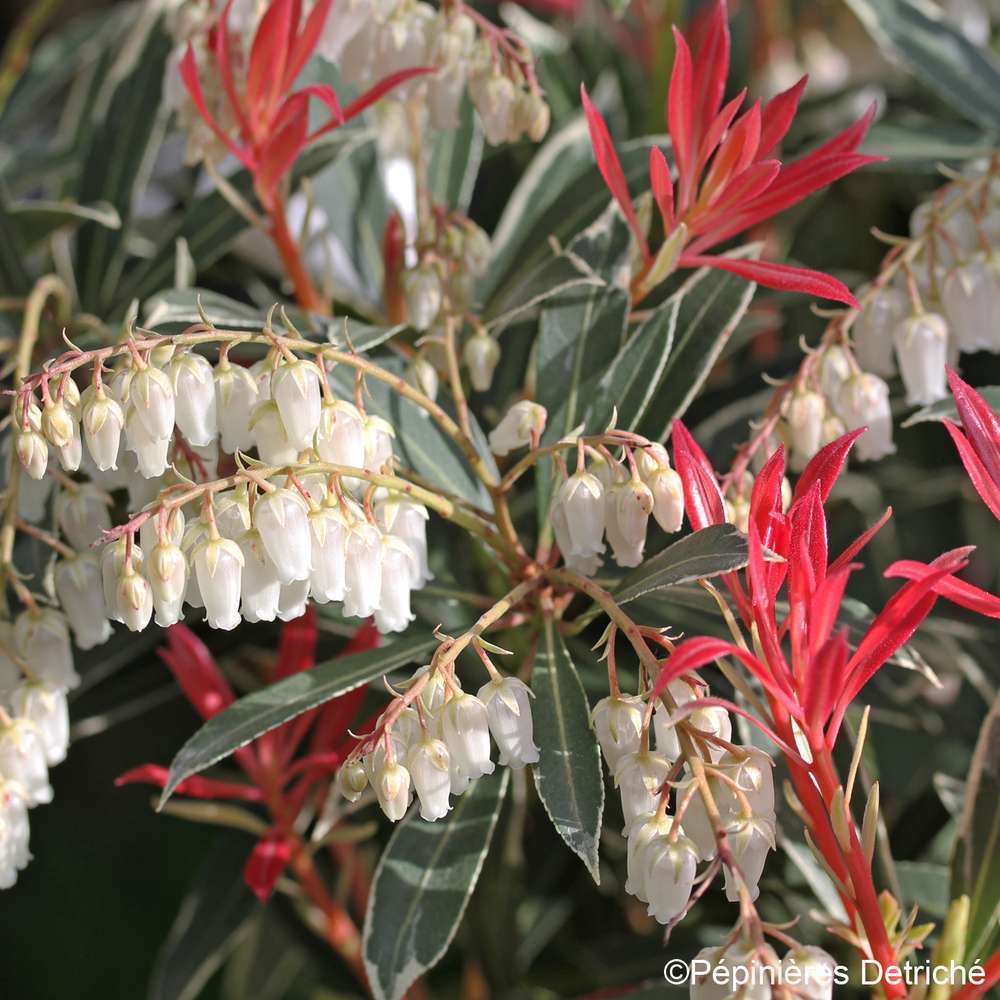 Pieris Varié : C20L h70/80cm