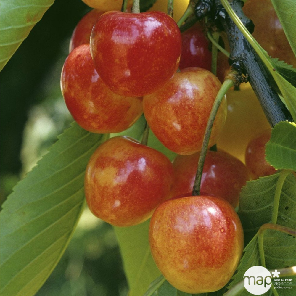 Cerisier Bigarreau Napoléon : demi tige prêt à planter