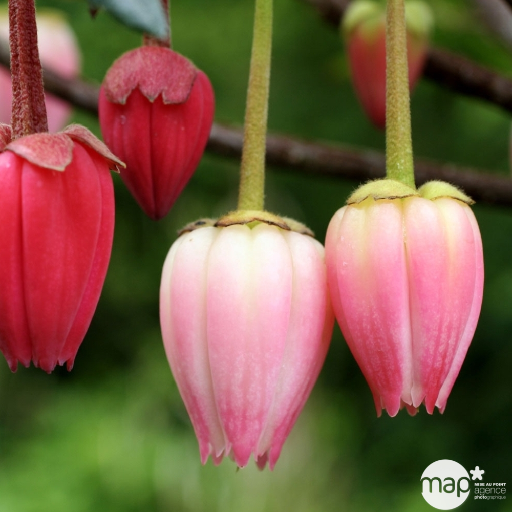 Crinodendron hookerianum : ctr 5 L