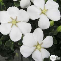Gardenia Jasminoides kleims Hardy : Pot 3L