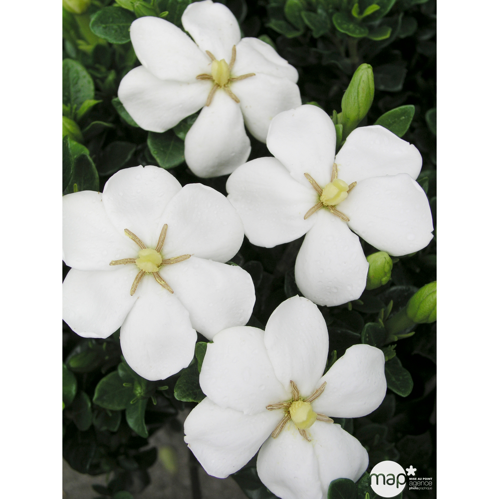 Gardenia jasminoides 'kleims Hardy' : pot 5L