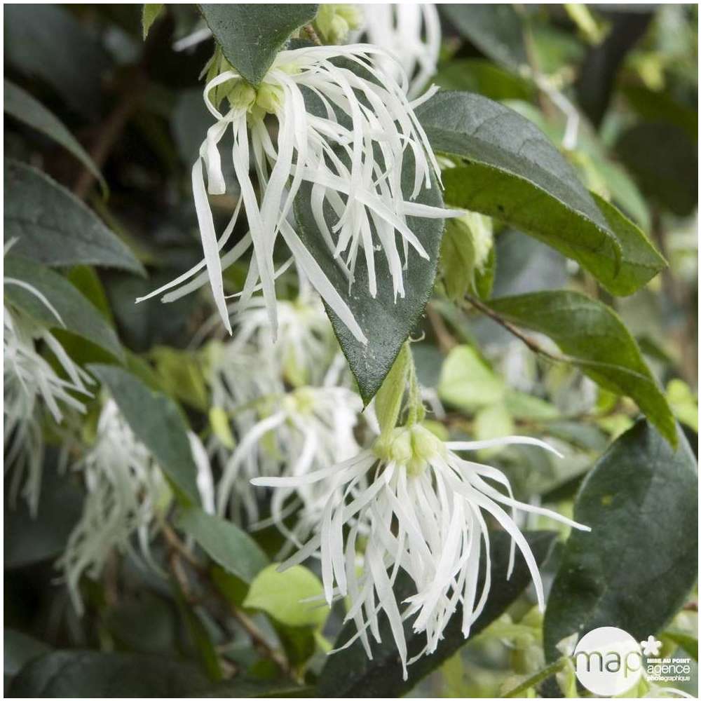 Loropetalum Chinense : ctr 5 litres