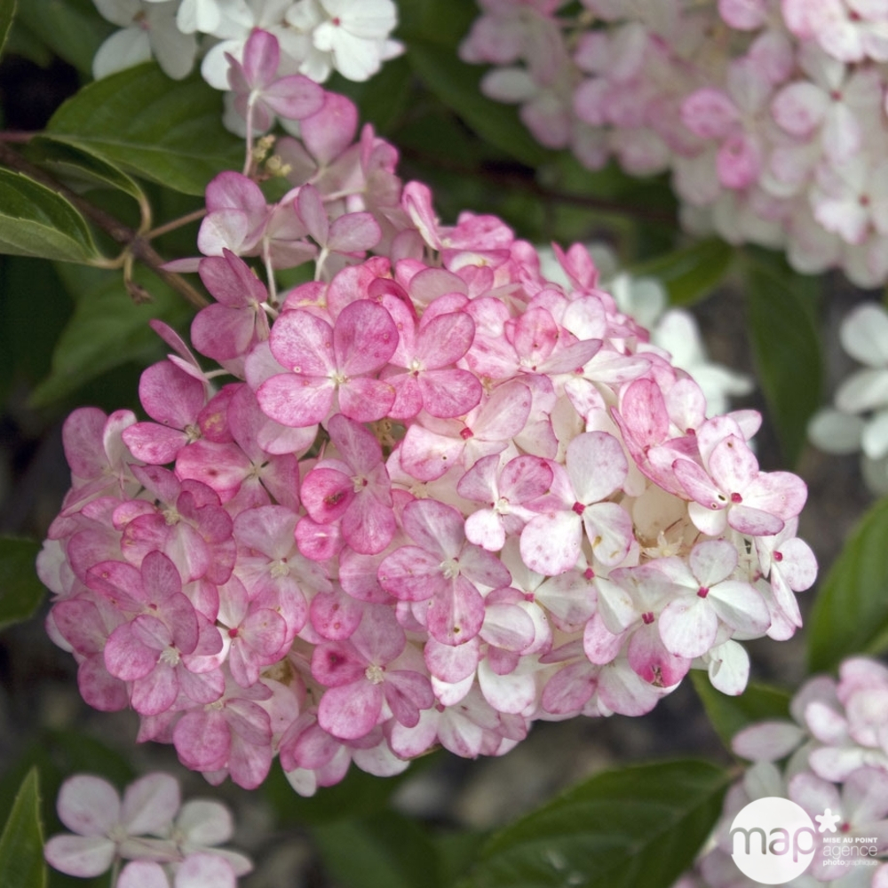 Hydrangea 'Vanille Fraise®', ctr 4 L